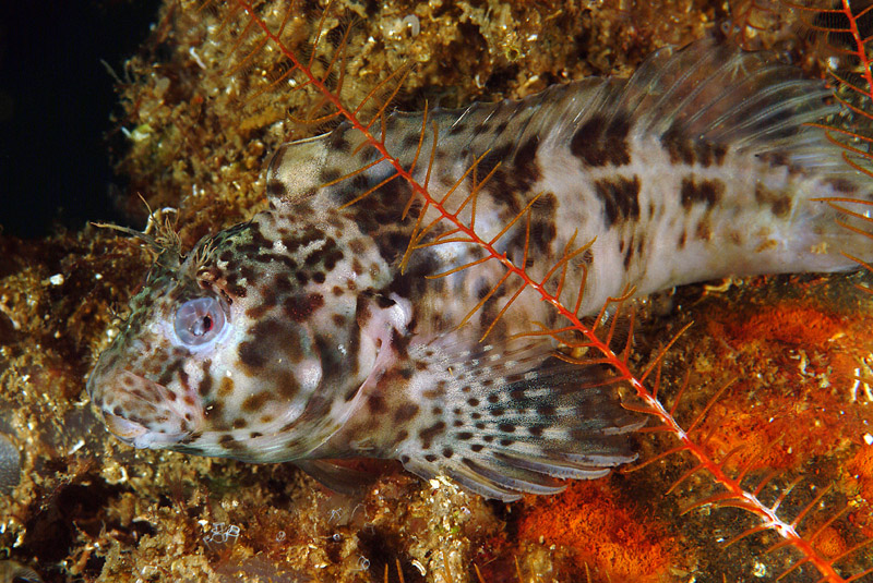 Hypleurochilus bananensis (Poll, 1959)